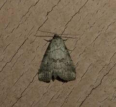 Hyperstrotia pervertens