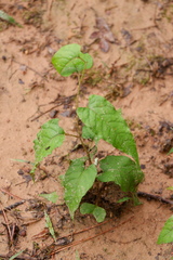 Brunnichia ovata