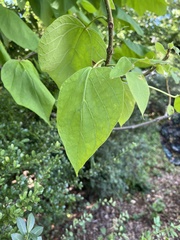 Catalpa