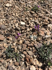 Boechera suffrutescens