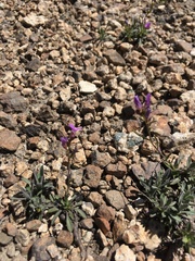 Boechera suffrutescens