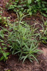 Helianthus angustifolius