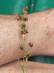 Cladium mariscoides