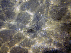 Cryptocentrus melanopus