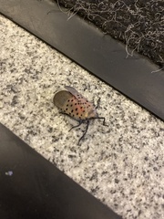 Lycorma delicatula