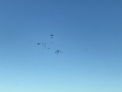 Calyptorhynchus banksii