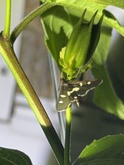 Desmia funeralis