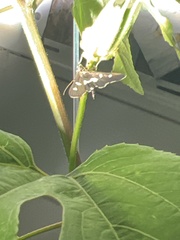 Desmia funeralis