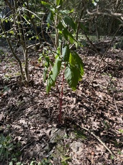 Phytolacca americana