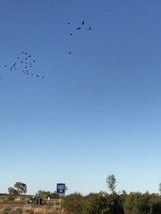 Calyptorhynchus banksii