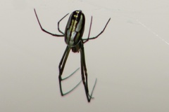 Leucauge argyra