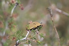 Hologymnetis cinerea