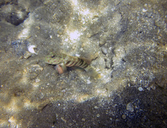 Cryptocentrus melanopus