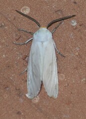 Pygarctia flavidorsalis