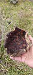 Calvatia