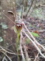 Pterostylis pedunculata