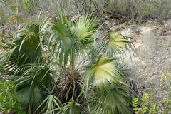 Leucothrinax morrisii