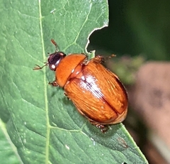 Cyclocephala