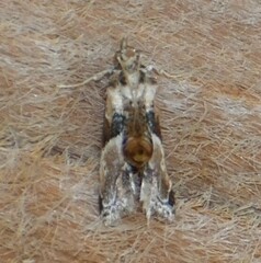 Neodavisia melusina