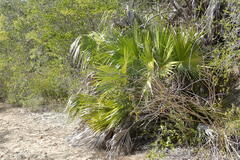 Leucothrinax morrisii