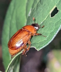 Cyclocephala