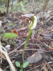 Pterostylis pedunculata