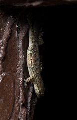 Hemidactylus bowringii