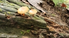 Pluteus chrysophlebius