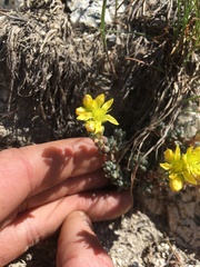 Sedum lanceolatum