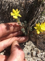 Sedum lanceolatum