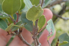 Elaeodendron xylocarpum