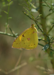 Colias erate
