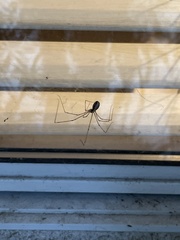 Araneae