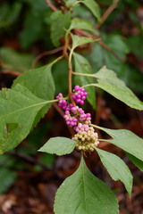 Callicarpa americana