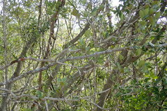 Elaeodendron xylocarpum