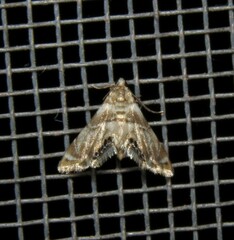 Eoparargyractis