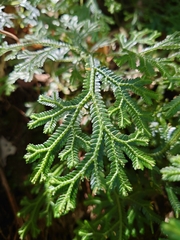 Selaginella doederleinii