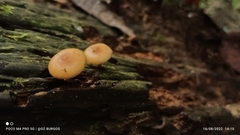Pluteus chrysophlebius