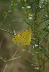 Colias erate