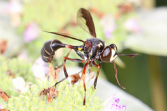 Physocephala marginata