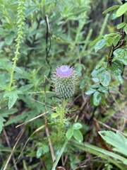 Cirsium discolor