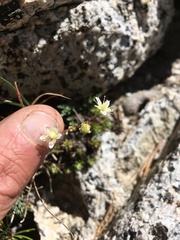 Saxifraga bronchialis