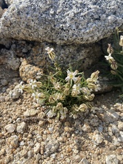 Silene sargentii