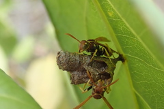 Mischocyttarus phthisicus