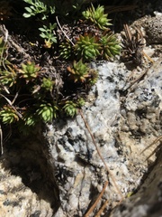 Saxifraga bronchialis