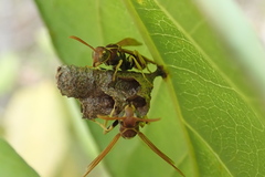 Mischocyttarus phthisicus