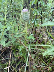 Cirsium discolor