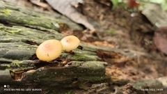 Pluteus chrysophlebius