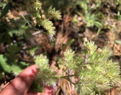 Phacelia