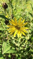 Silphium integrifolium